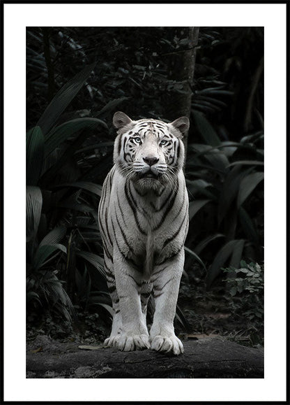 Majestic White Tiger Poster