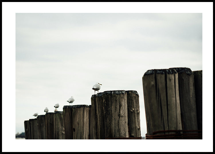 Seagulls on Wood Posts Poster
