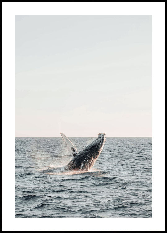 Whale Breaching Water Poster
