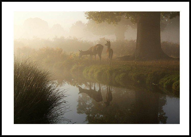 Misty Deer Reflection Poster