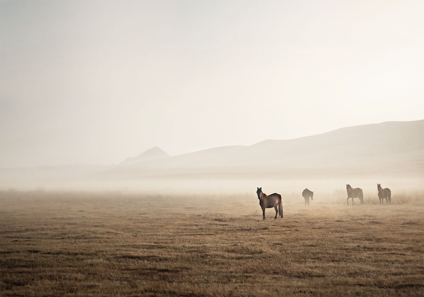 Horses in the Mist Poster