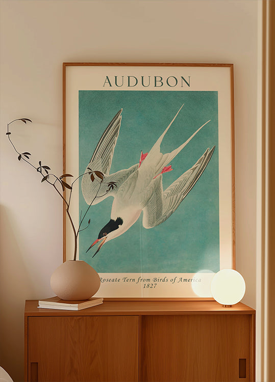 Roseate Tern from Birds of America Audubon Poster