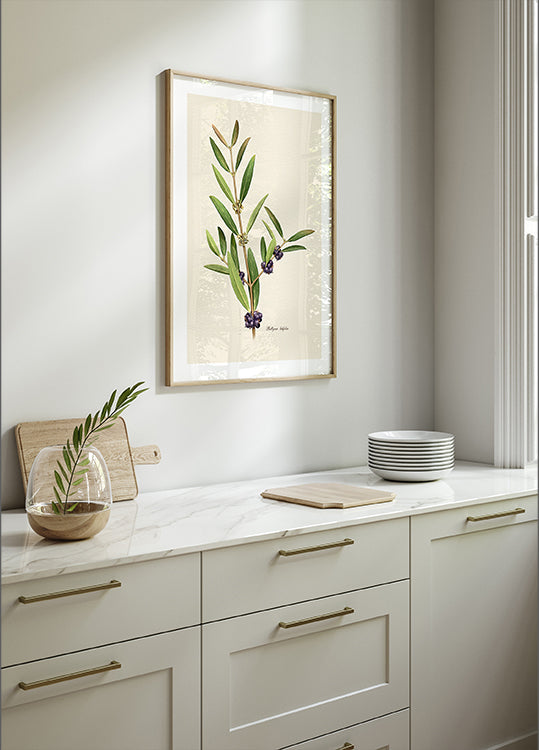 Botany   Phillyrea Latifolia Poster