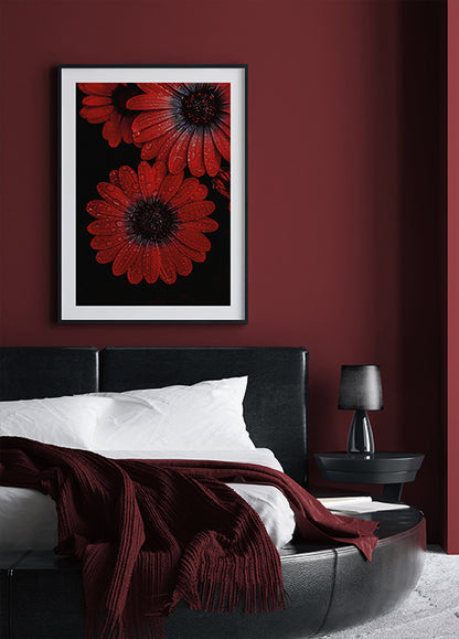 Red Dimorphotheca Flowers with Water Droplets Poster