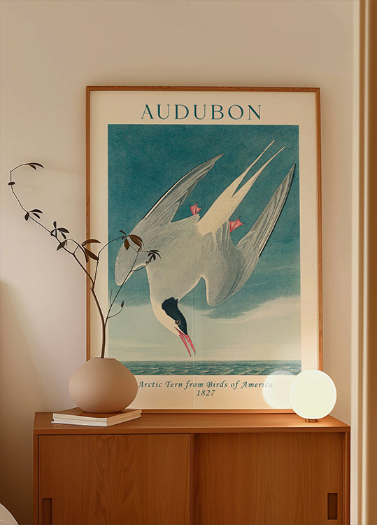 Arctic Tern from Birds of America Audubon Poster