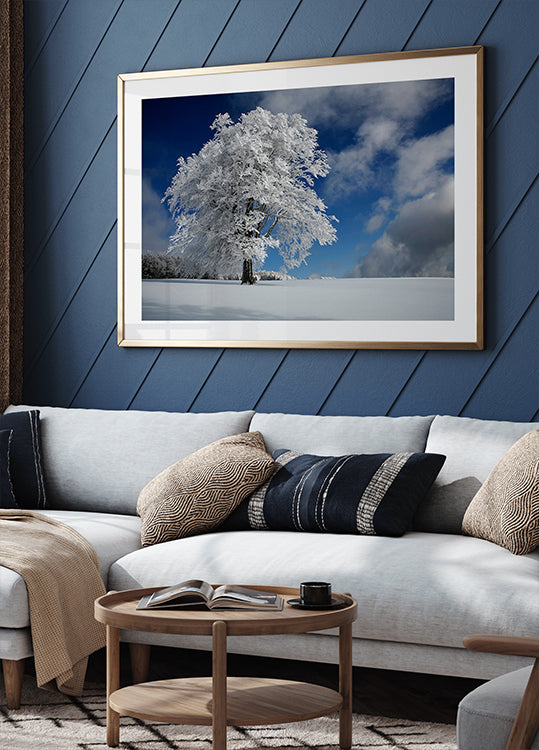 White Windbuche in Black Forest