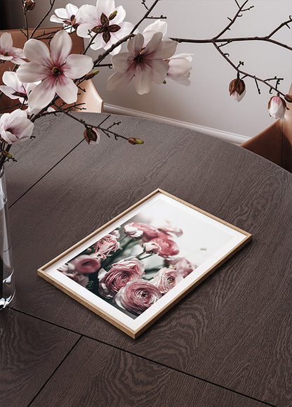 Soft Pink Ranunculus Poster