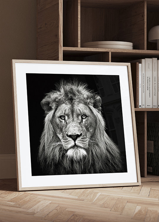Young Male Lion Poster