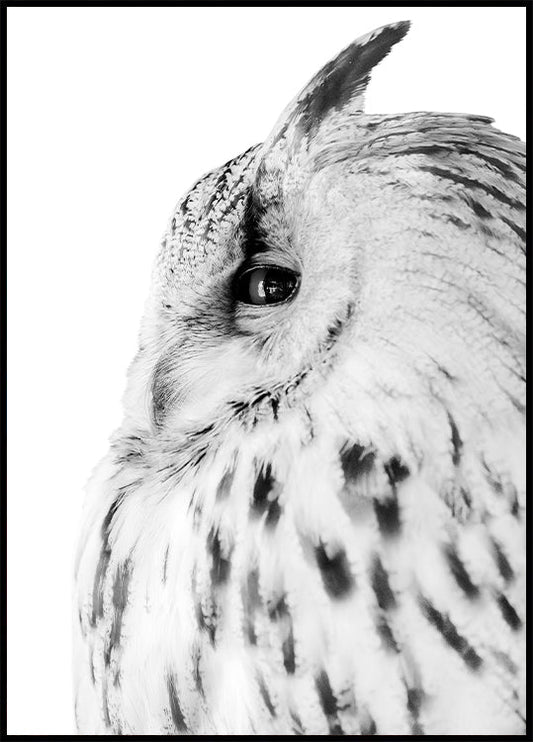 Majestic Owl Gaze Poster