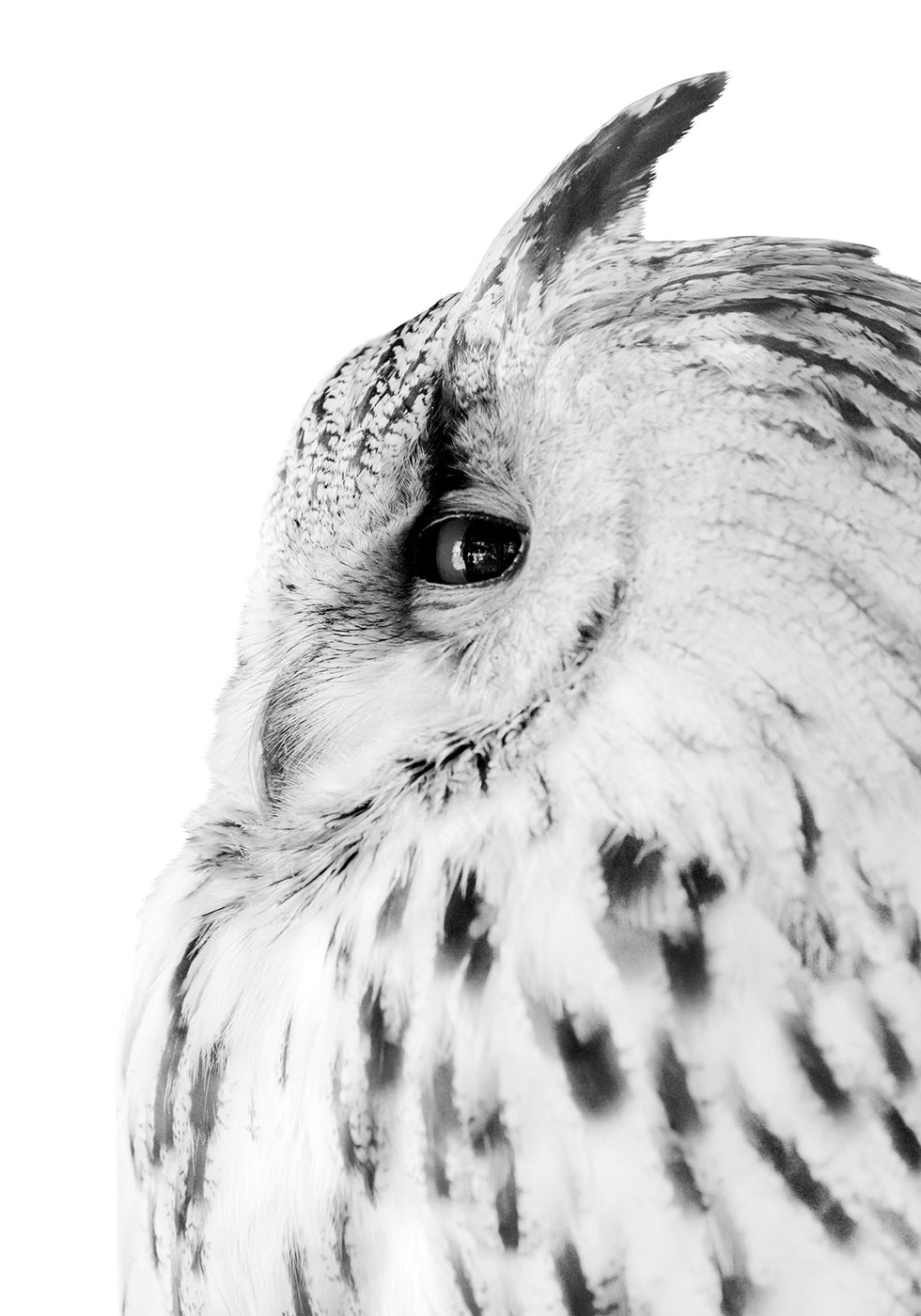 Majestic Owl Gaze Poster
