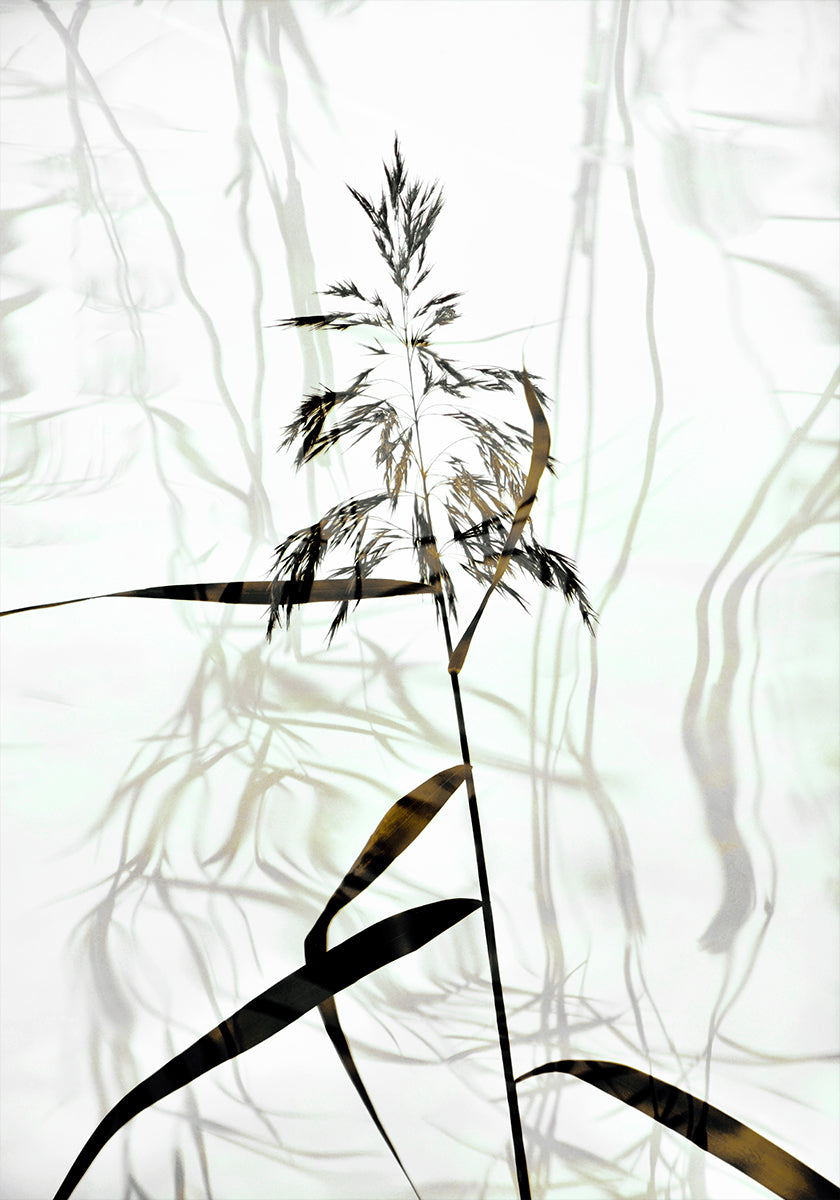 Reed