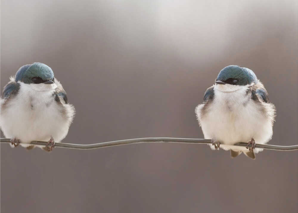 Birds on a wire