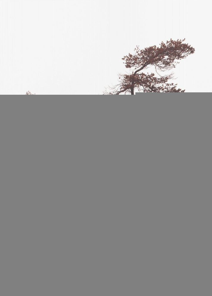 Sculptral Pines Poster