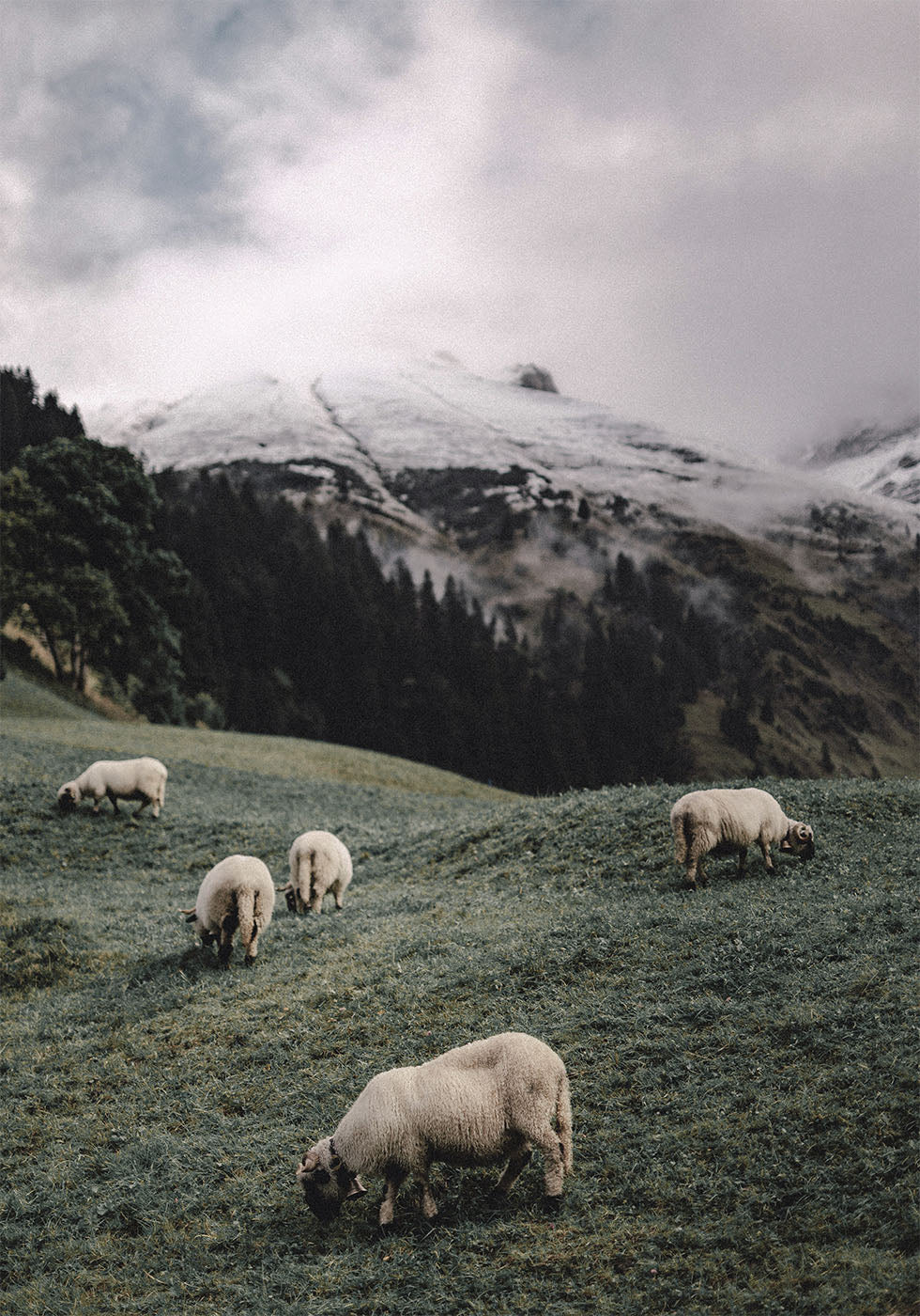 Sheep Grazing in the Alps Poster