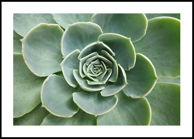 Succulent Spiral Poster
