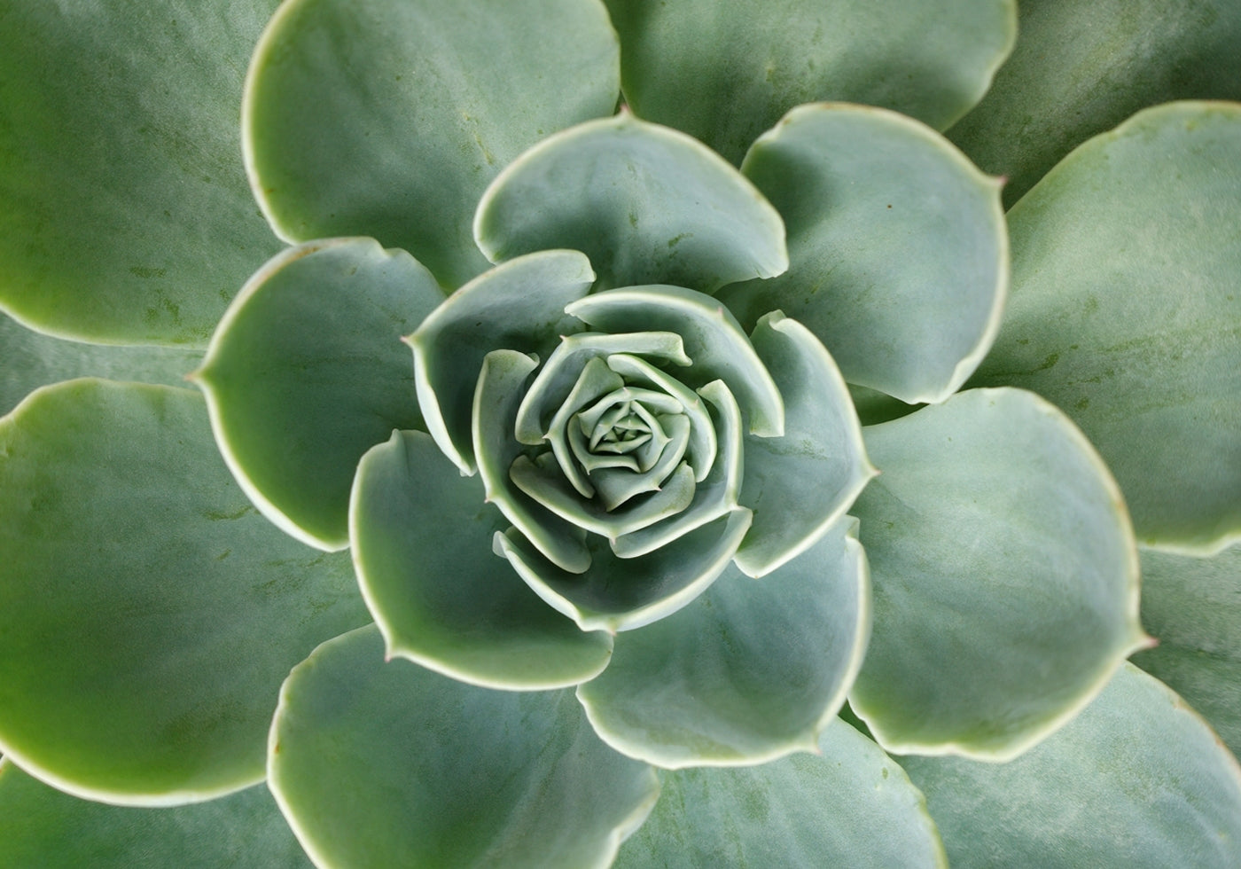 Succulent Spiral Poster