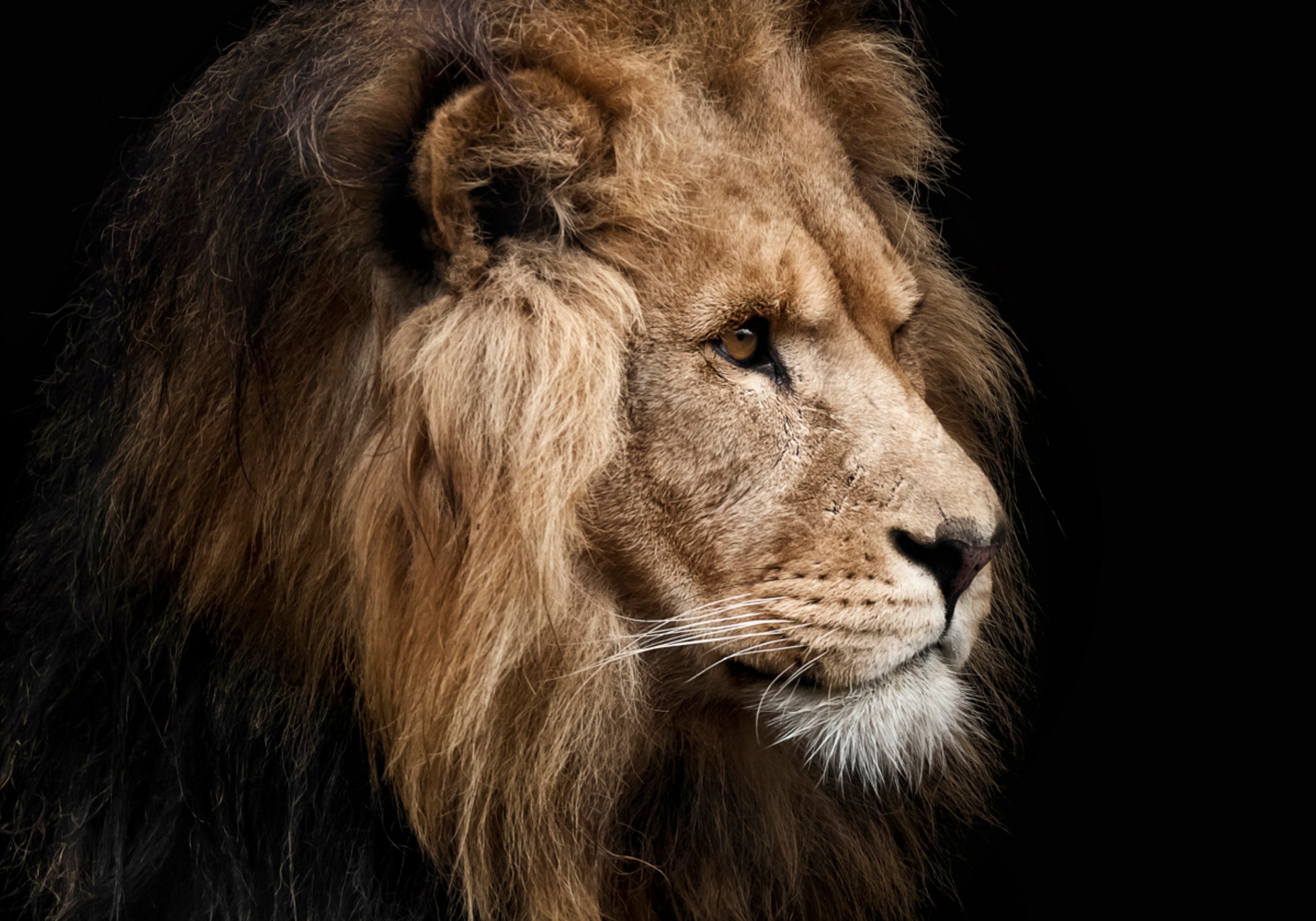 Majestic Lion Profile