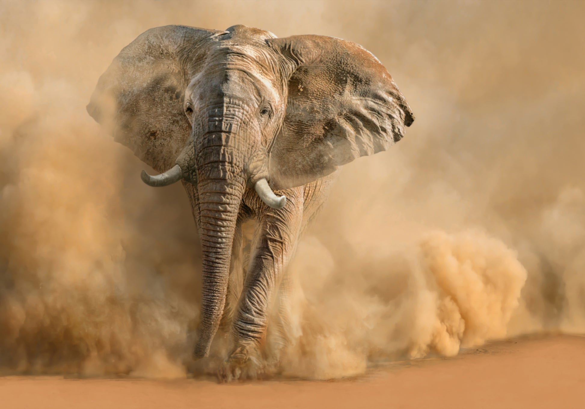 Majestic Elephant Dust Cloud