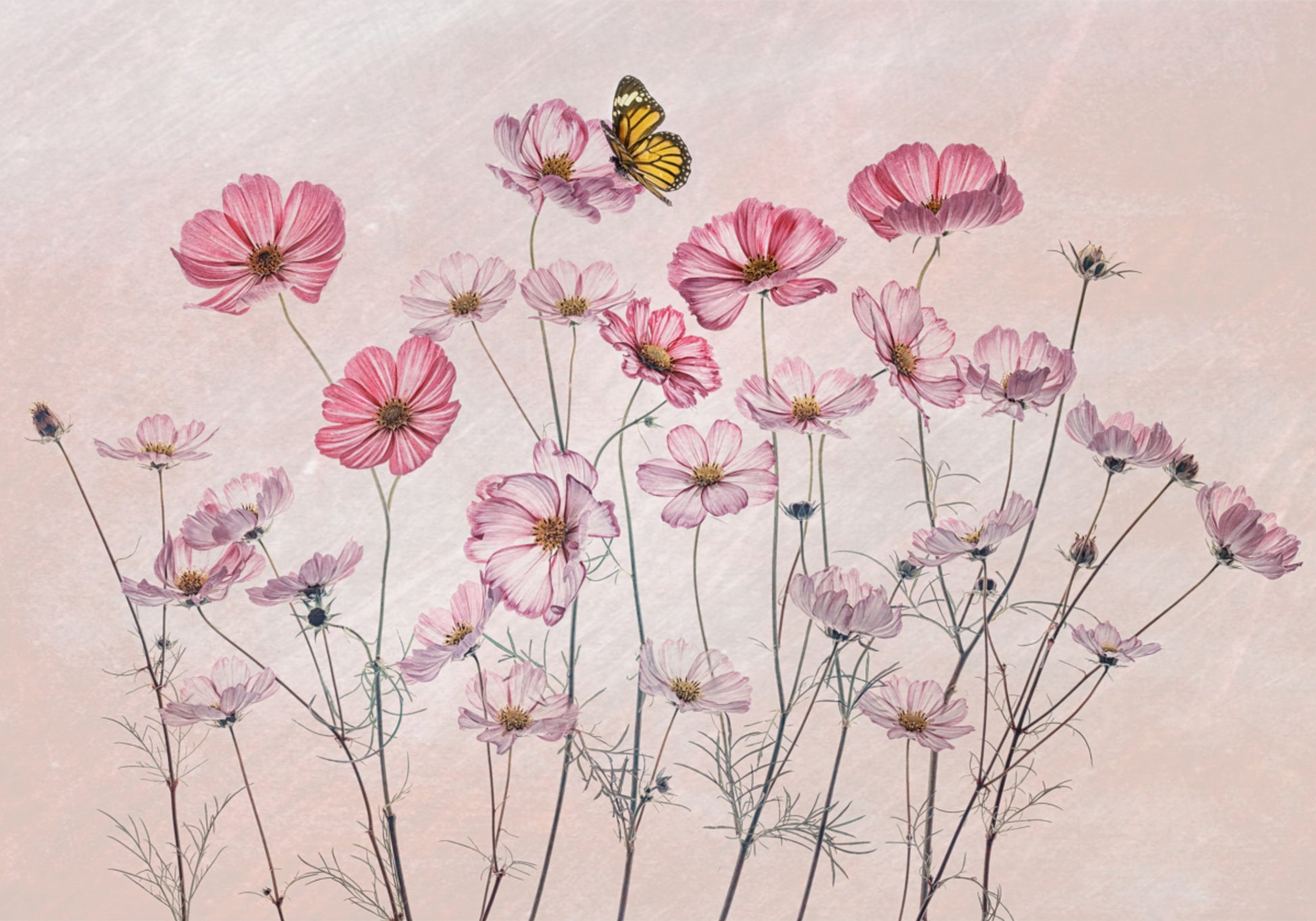 Pink Cosmos Butterfly