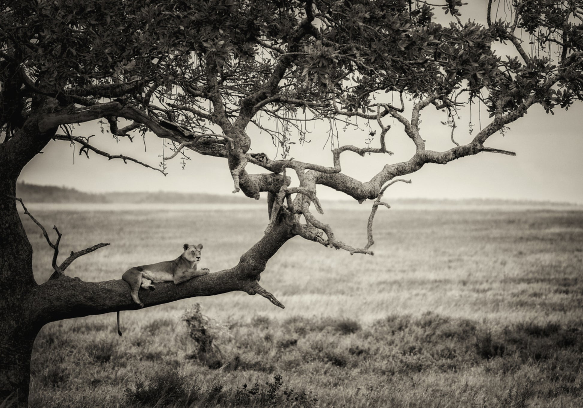 Lioness On Tree Branch