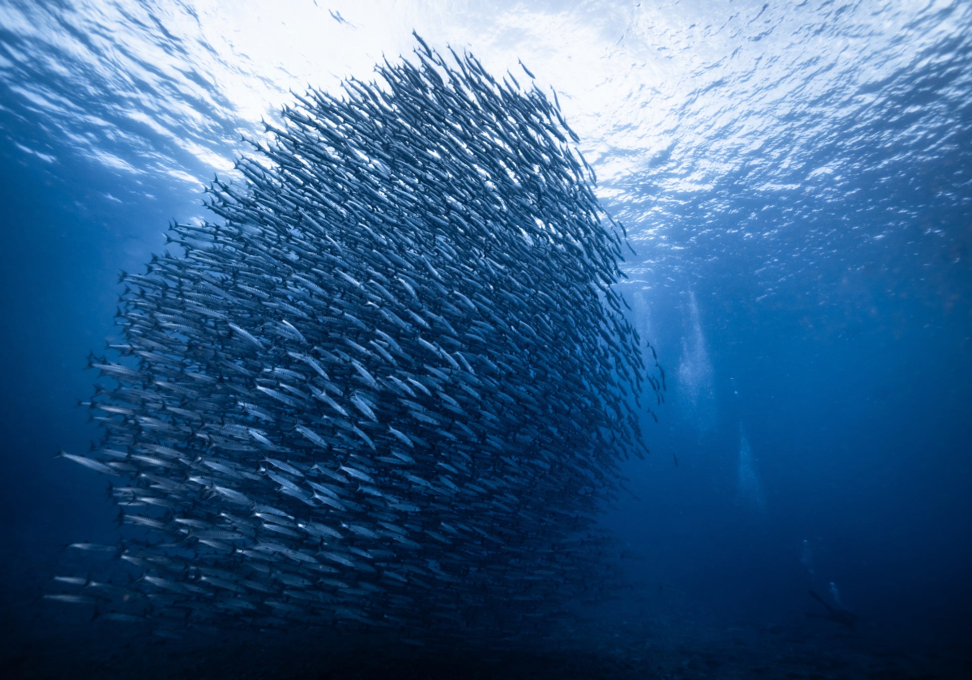 Deep Blue Fish School