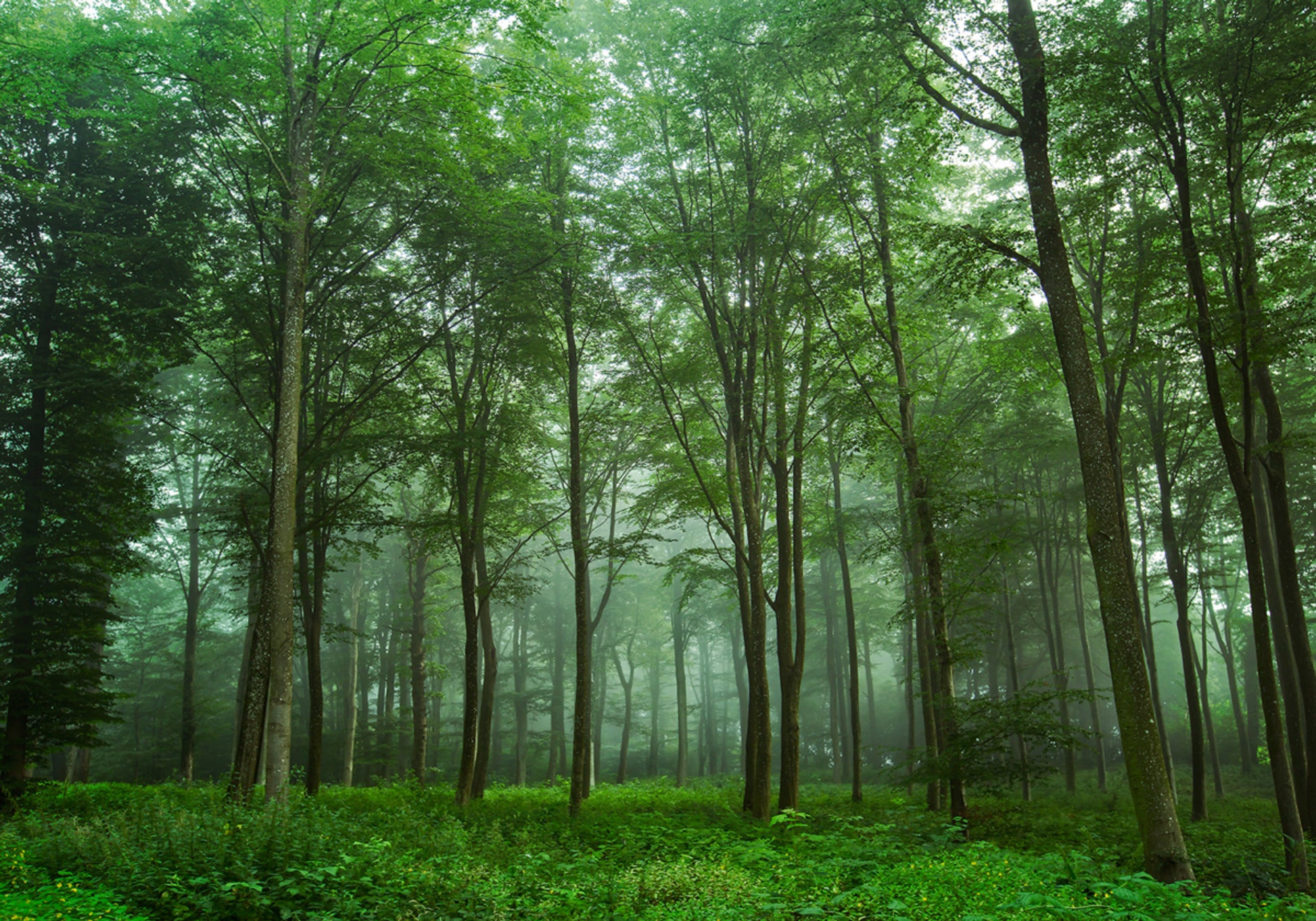 Enchanted Forest Mist