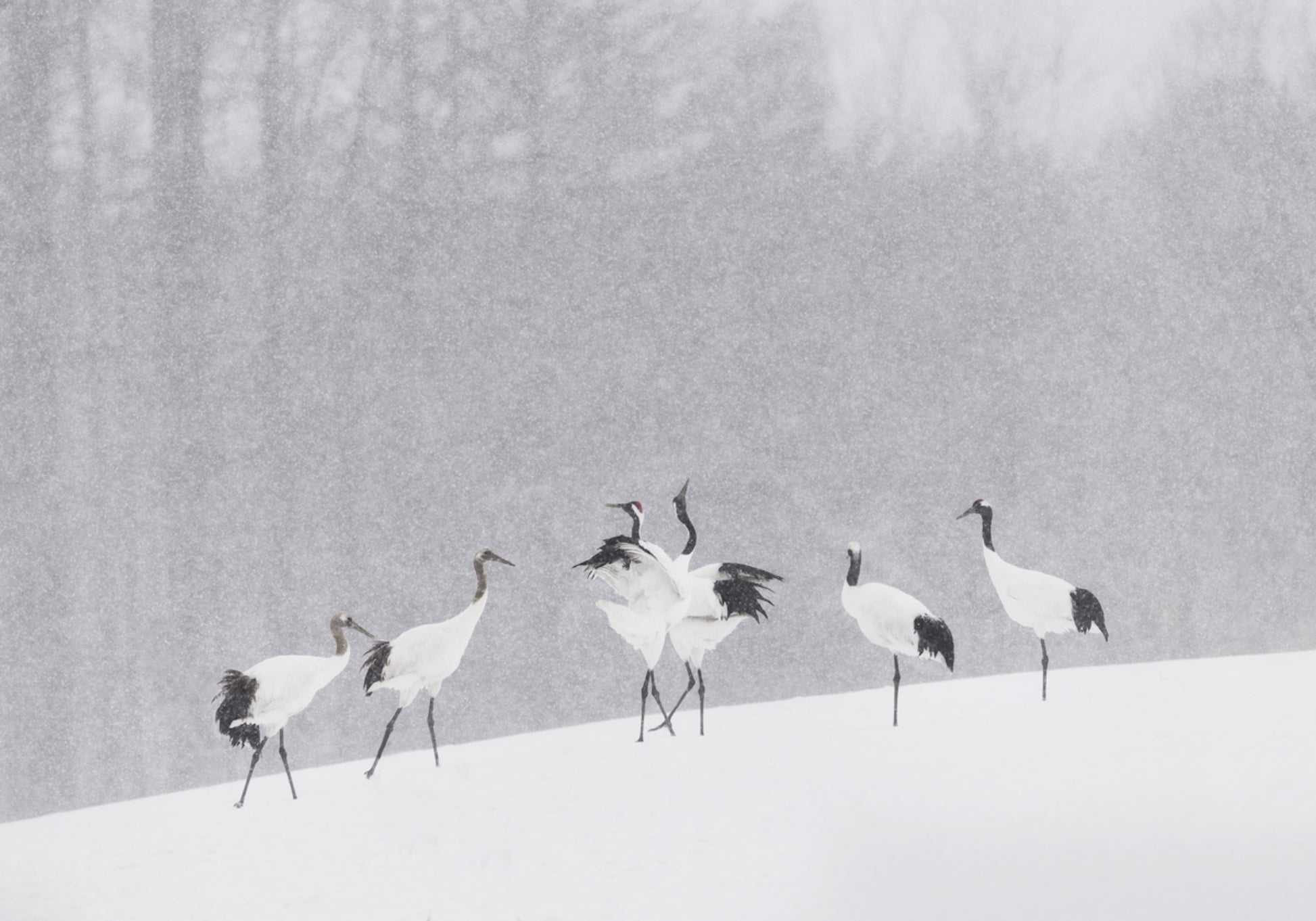 Red-crowned Cranes Snowfall