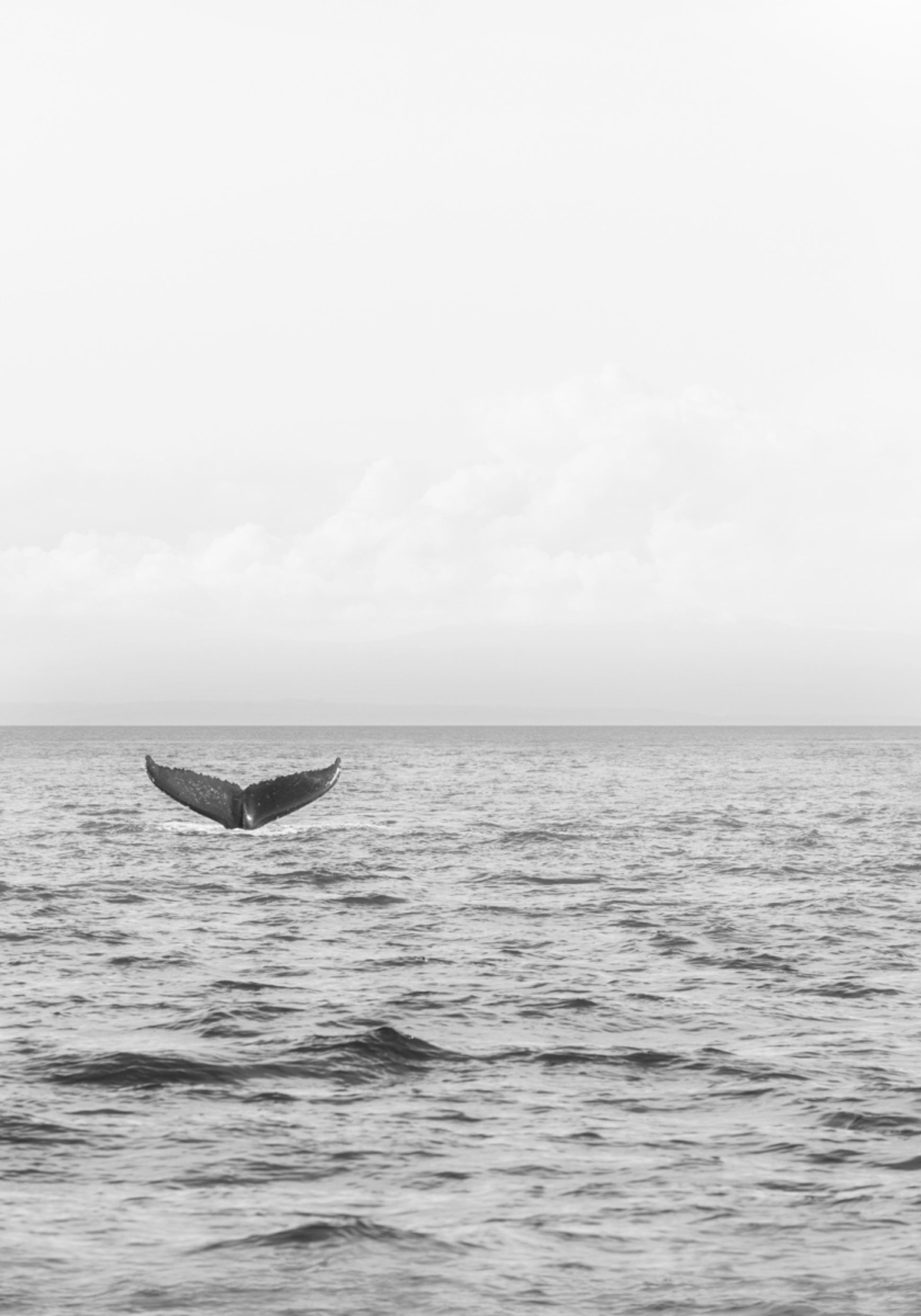 Ocean Whale Tail