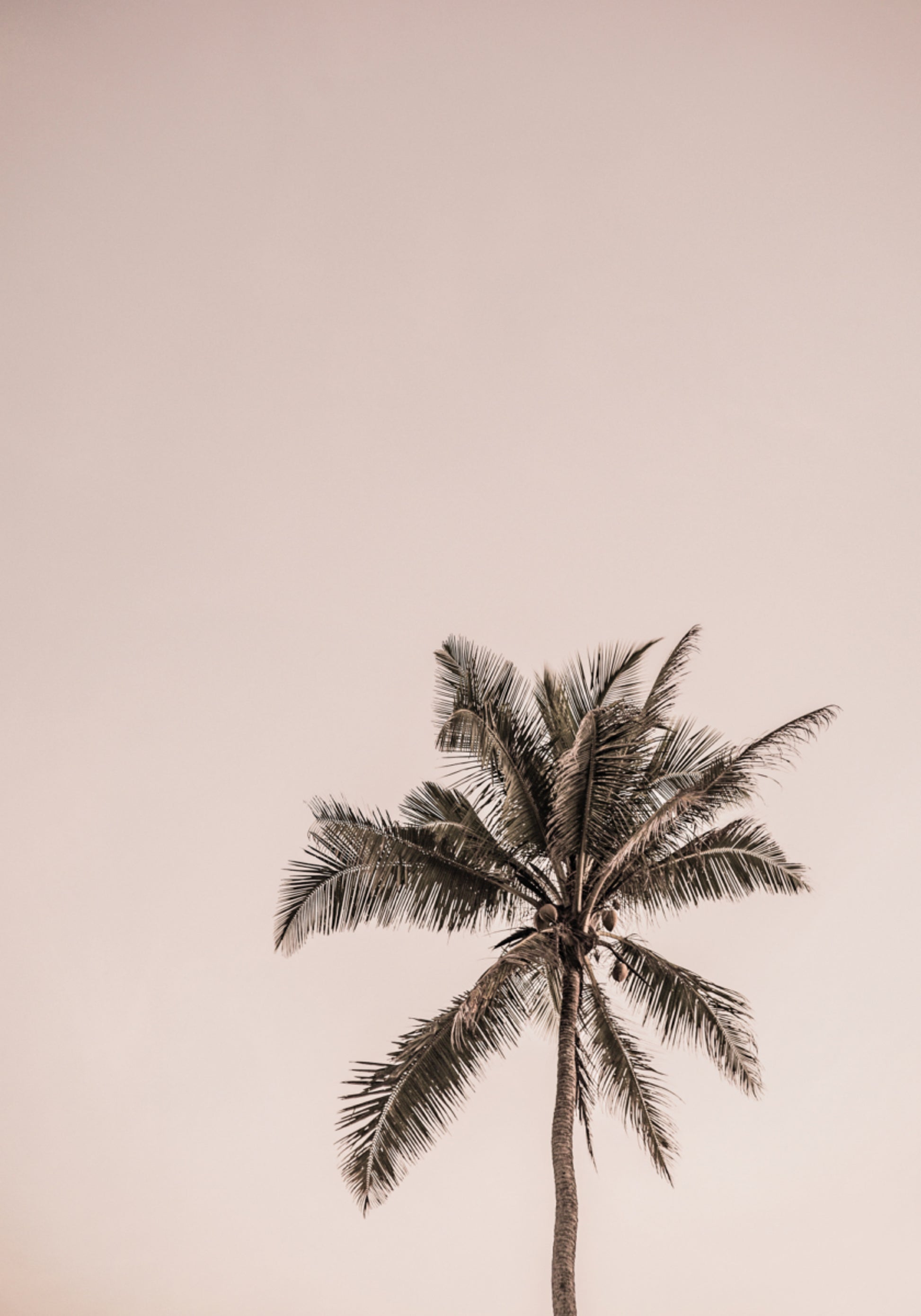 Pink Palm Serenity