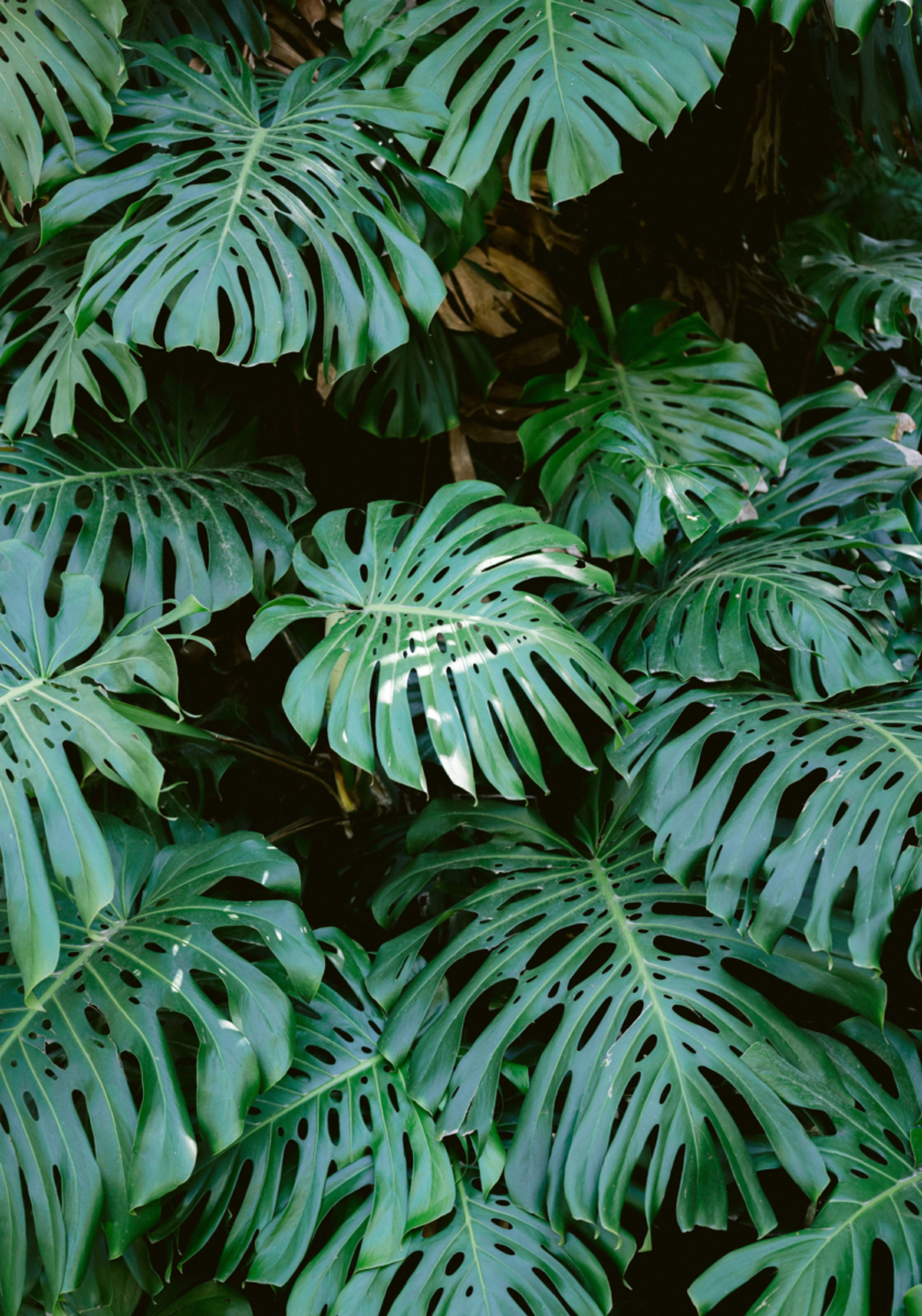 Monstera wall in Lisbon