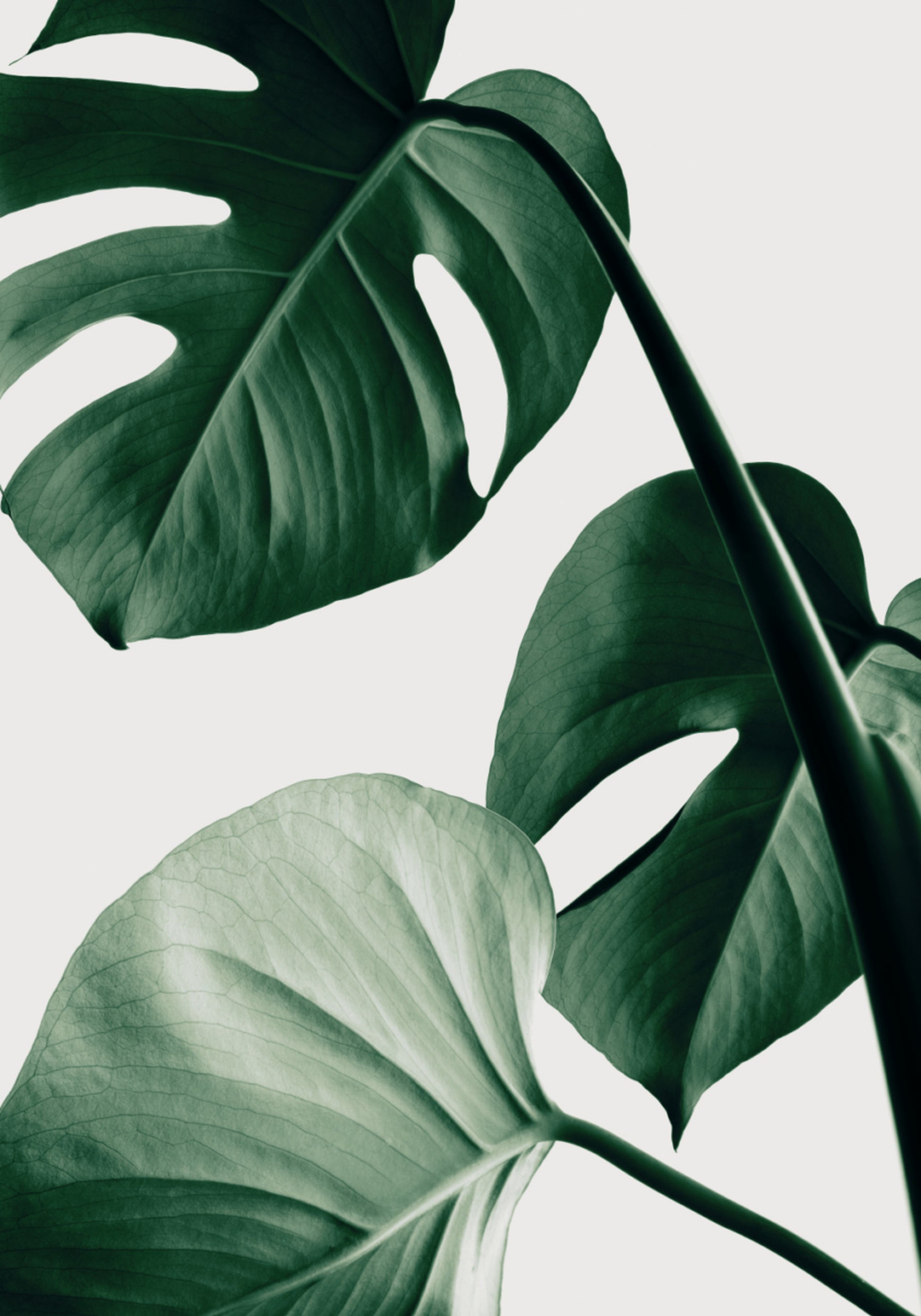 Lush Monstera Leaves