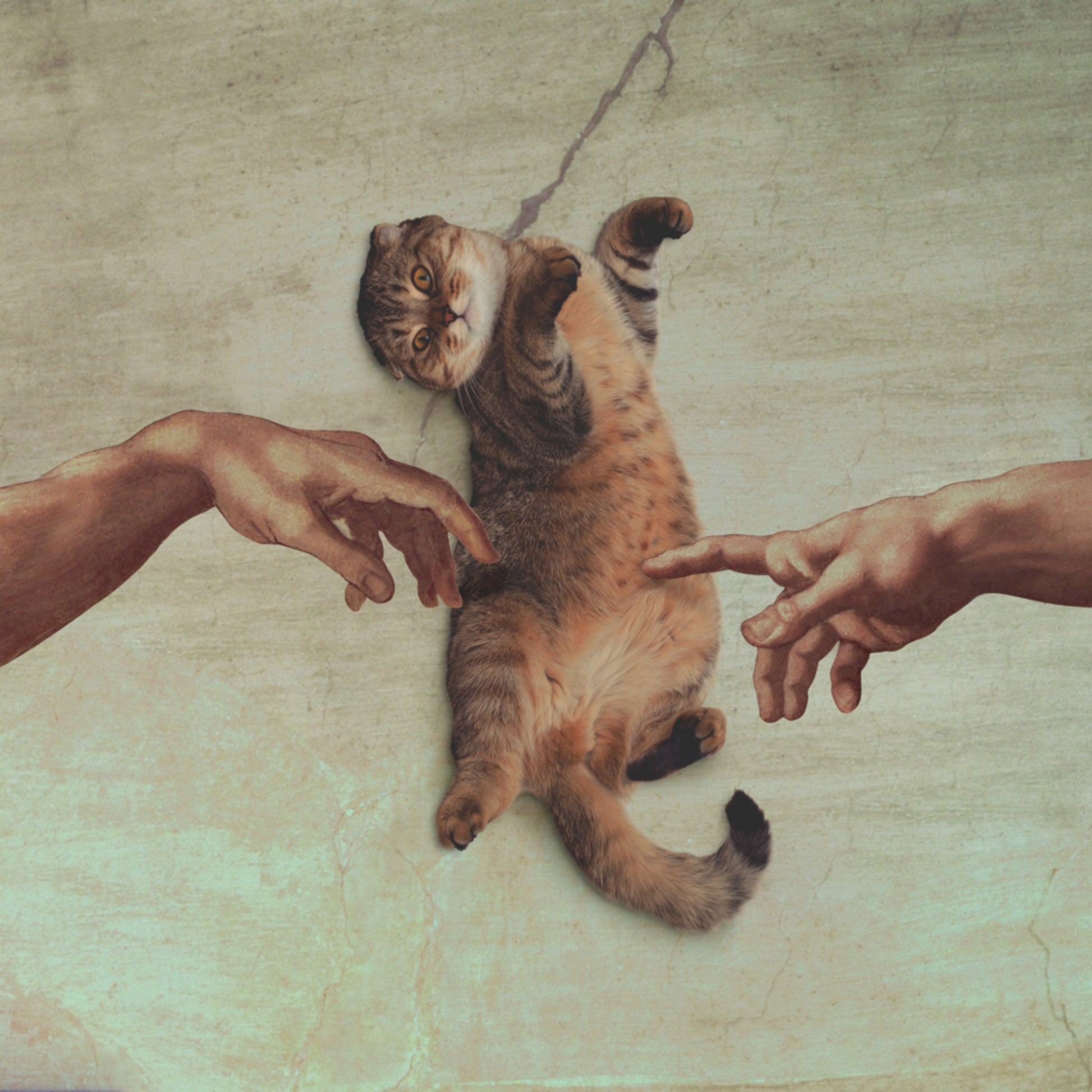 The Creation of Cat