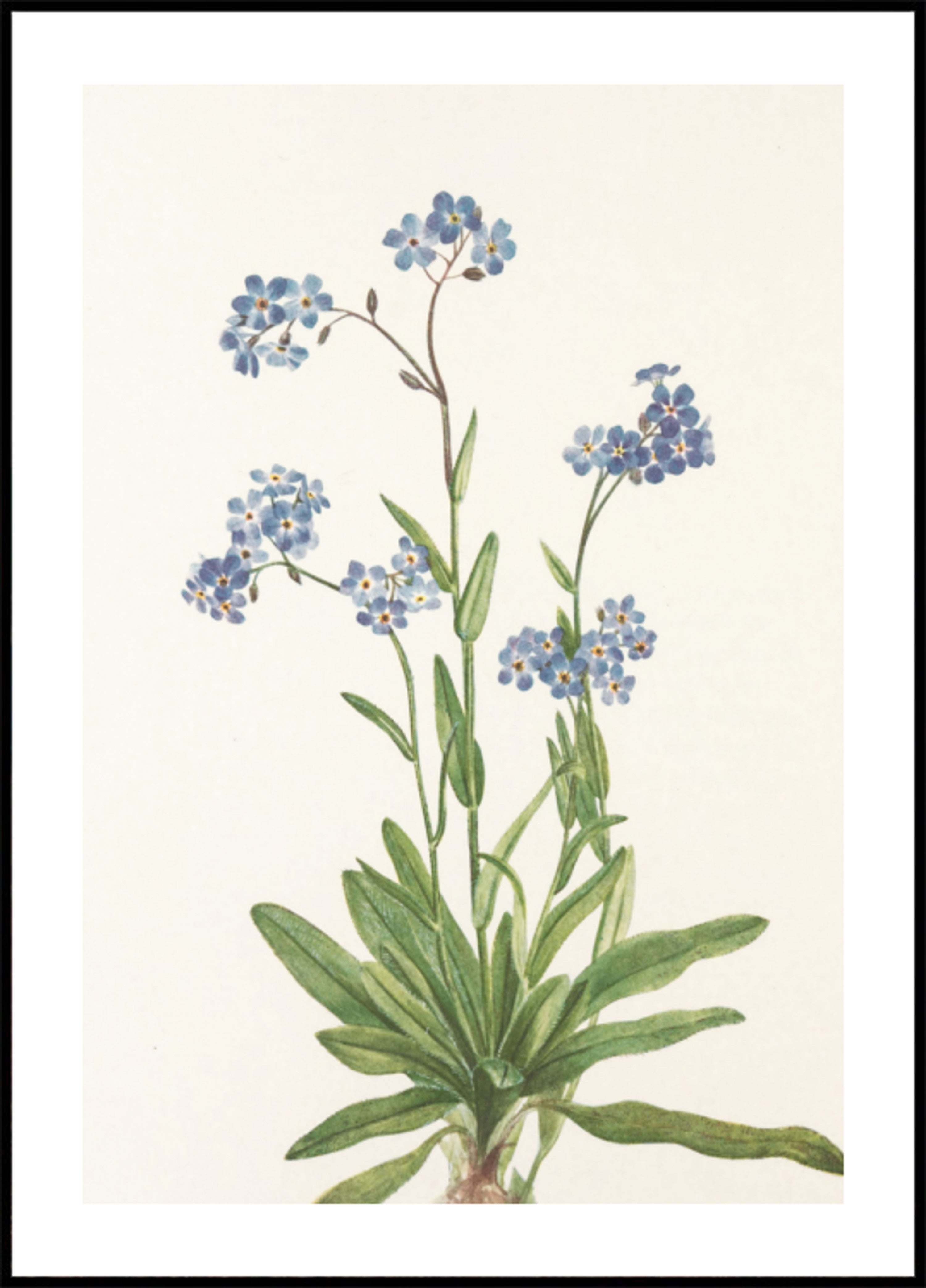 Alpine Forget Me Not From North