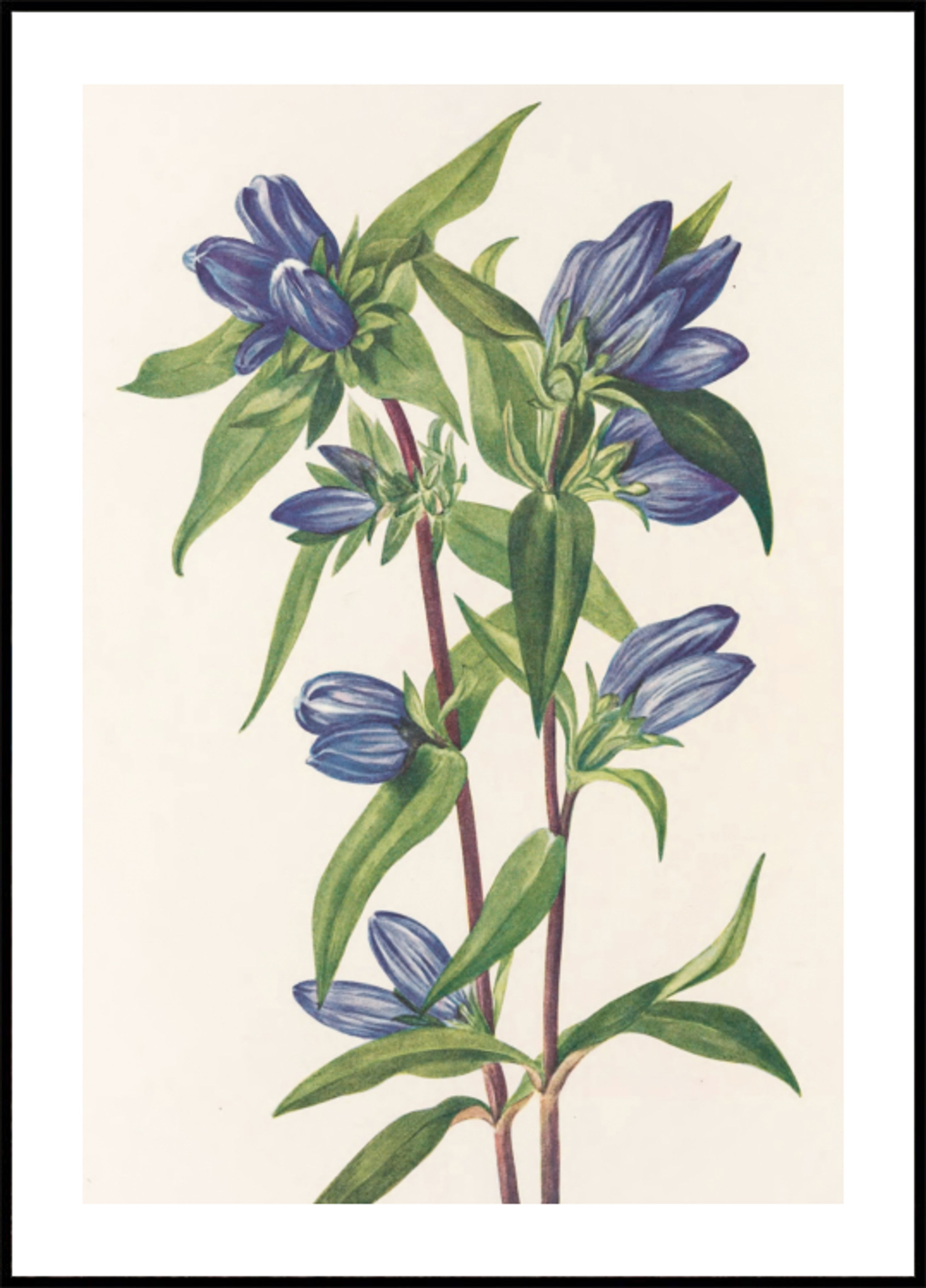 Bottle Gentian From North American Wildflowers By Mary Vaux Walcott