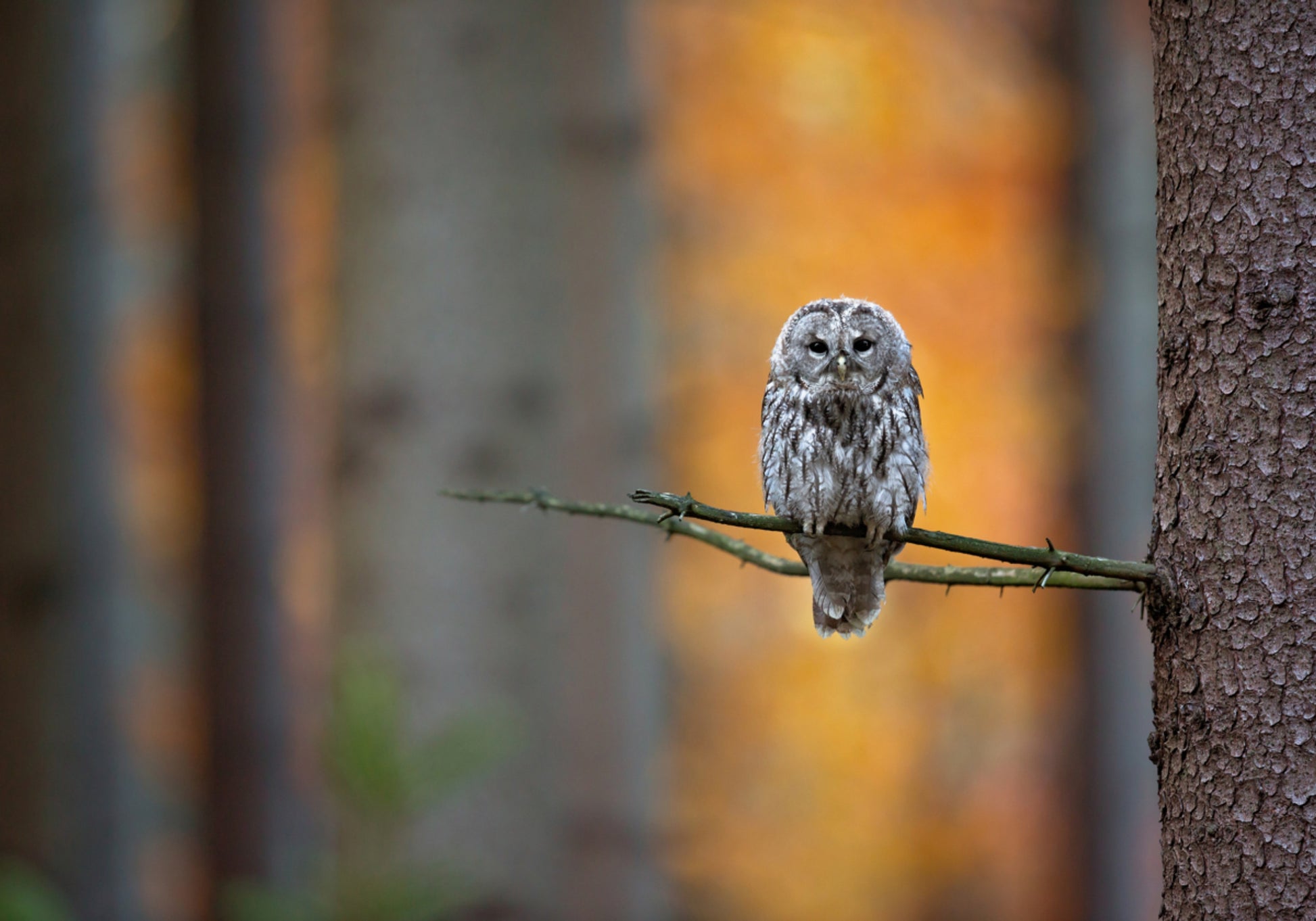 Autumn Owl Gaze