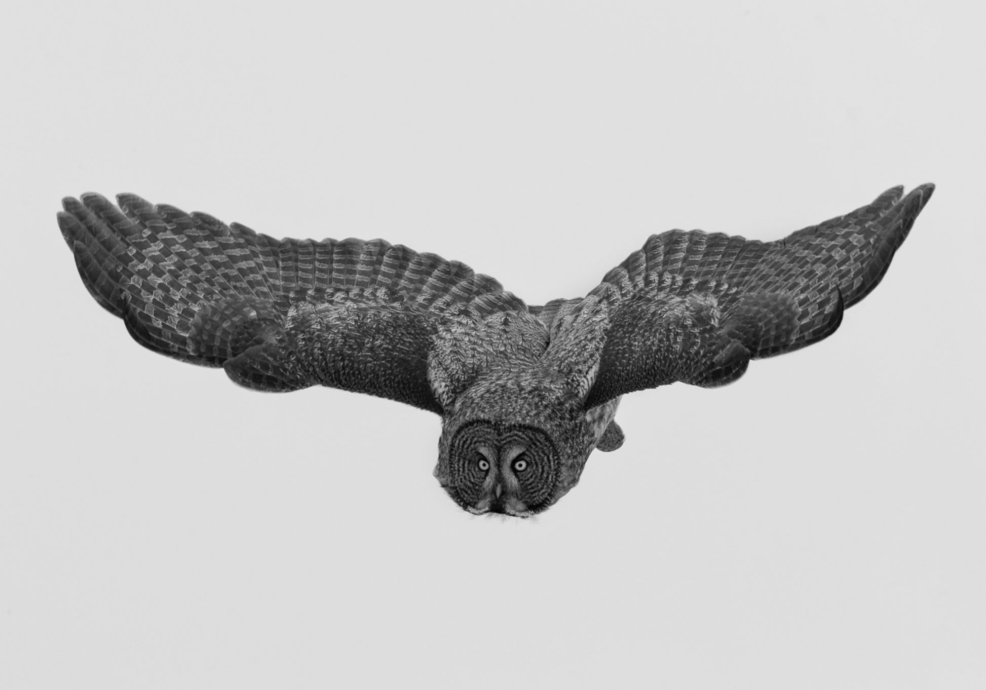 Majestic Owl in Flight