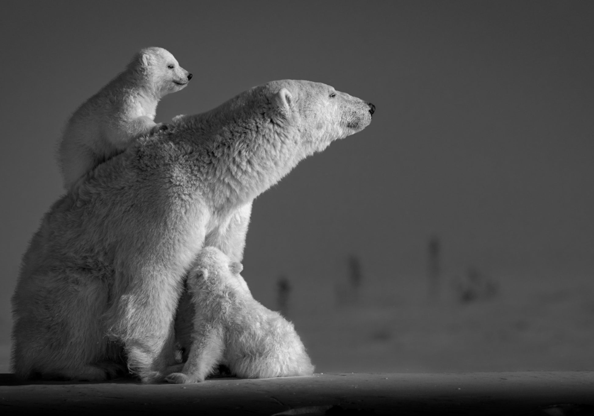 Arctic Mother and Cubs