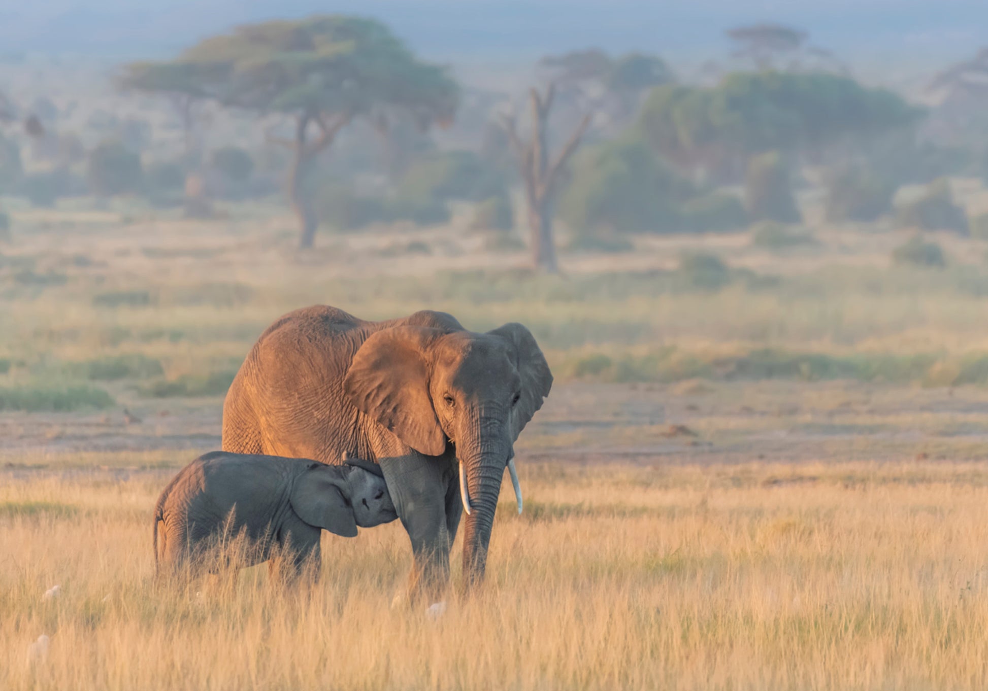 African Elephant Mother Calf