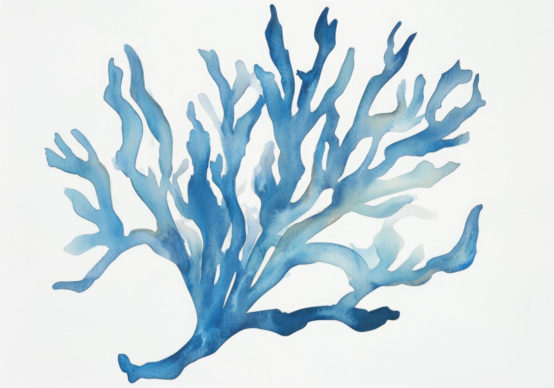 Blue Coral