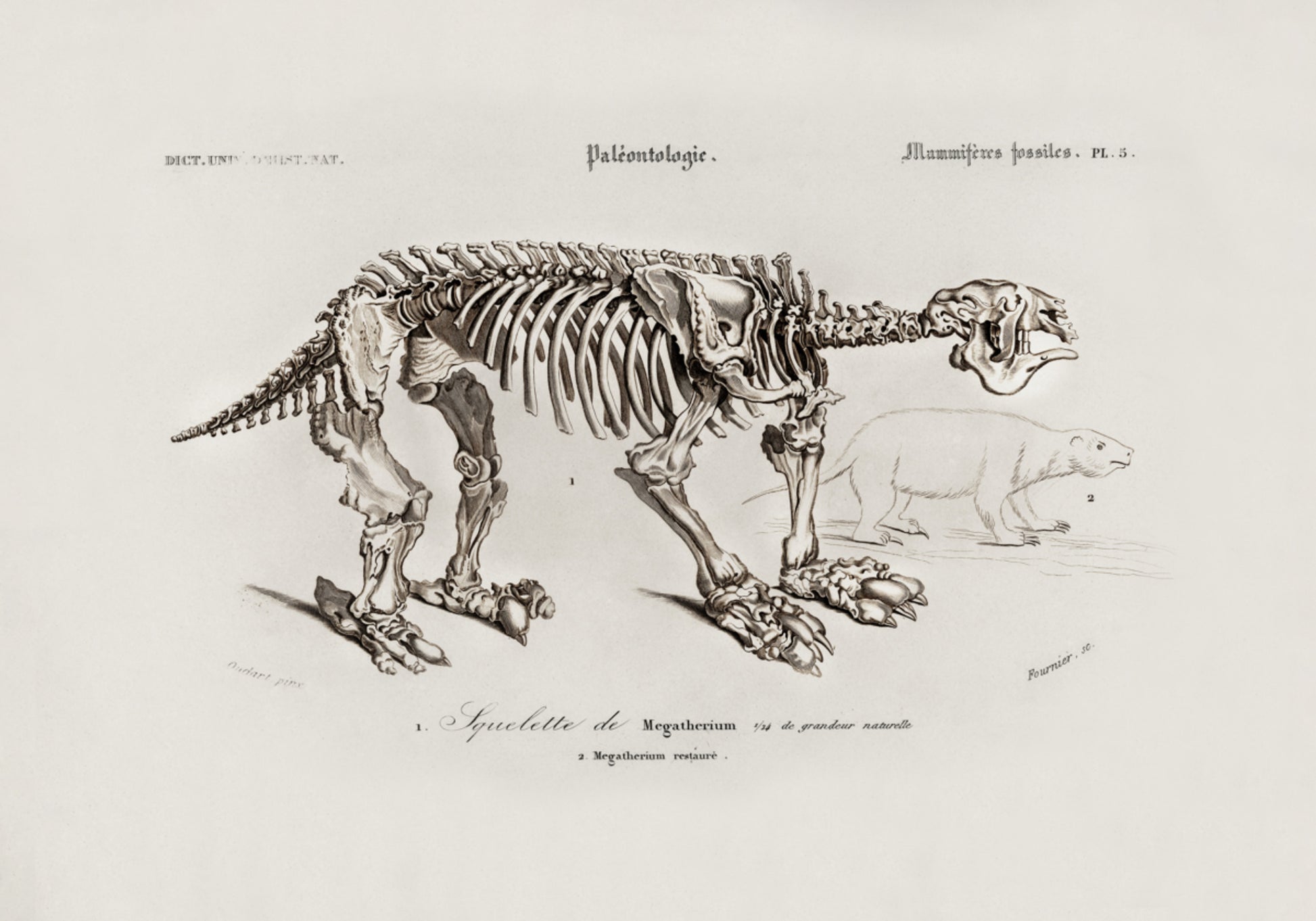 Megatherium
