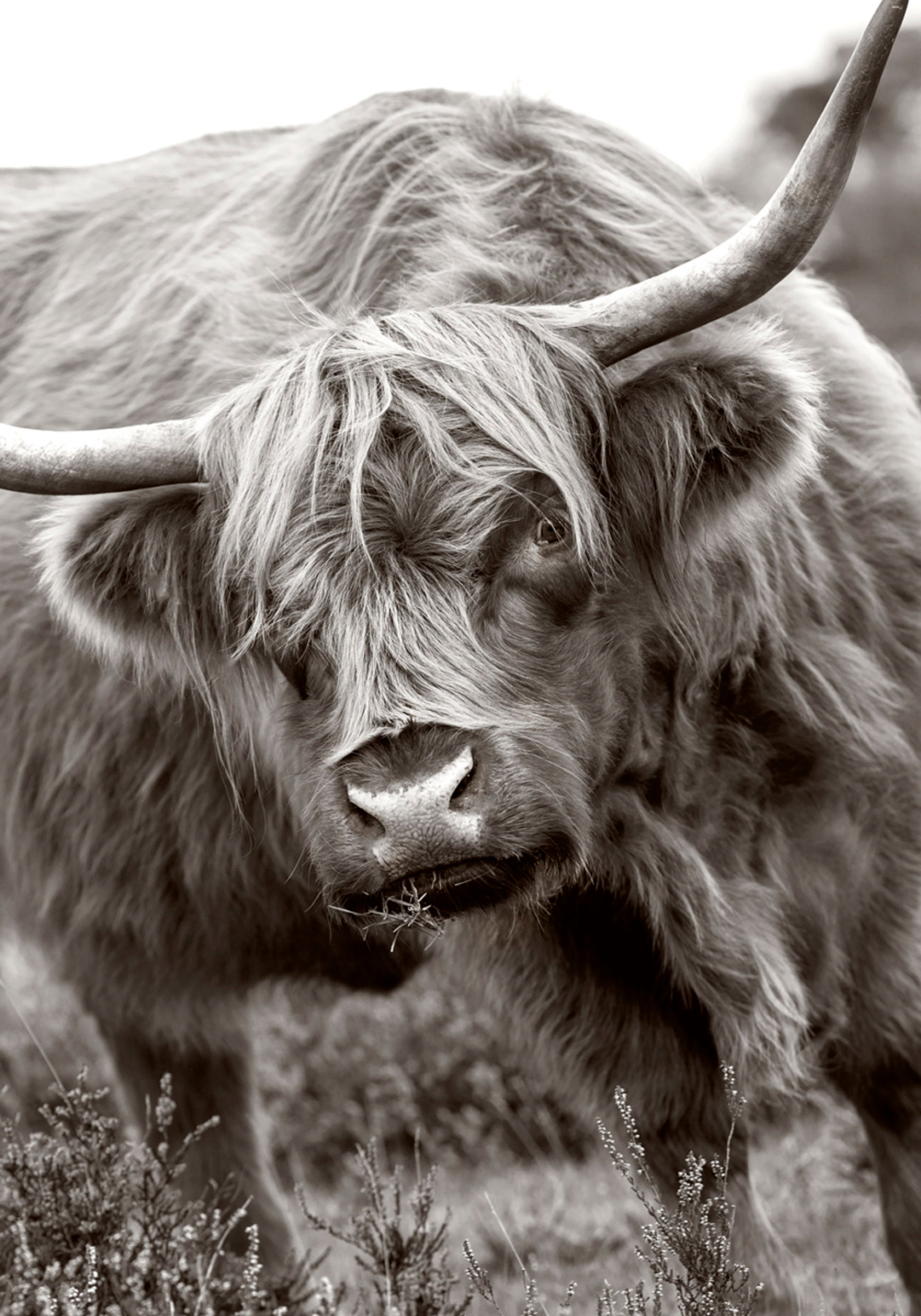 Majestic Highland Cow