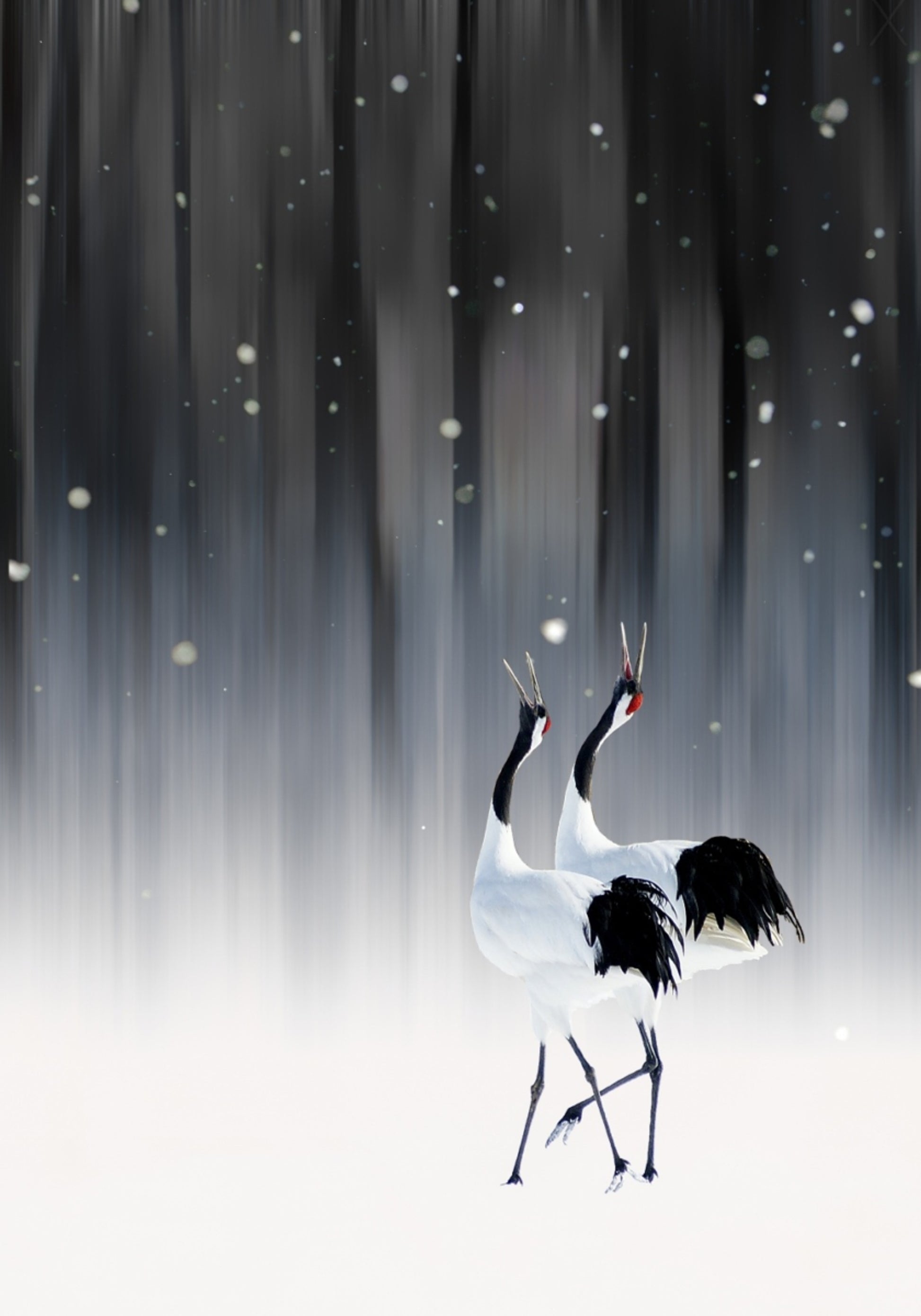 Elegant Cranes in Snow