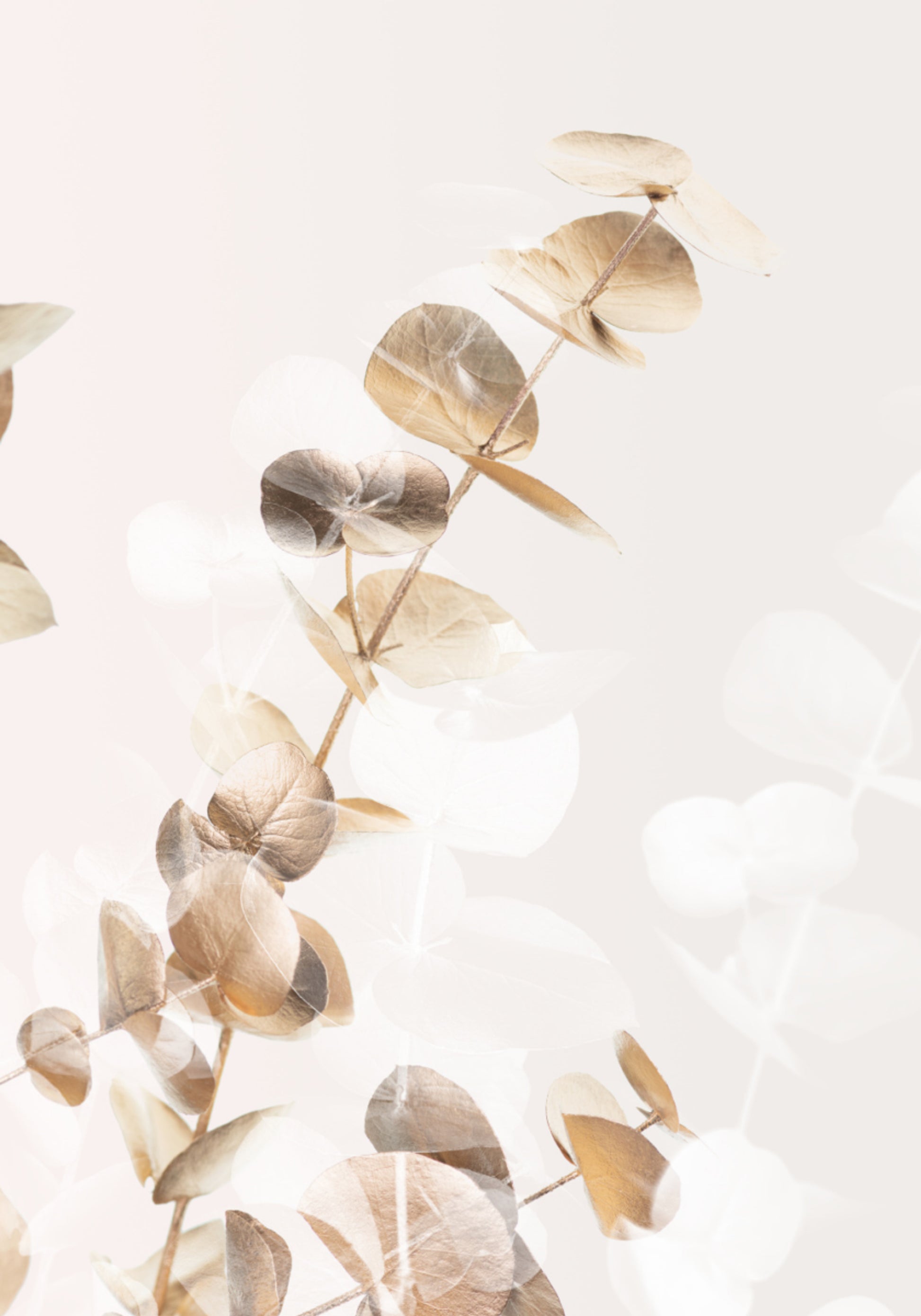 Soft Eucalyptus Leaves