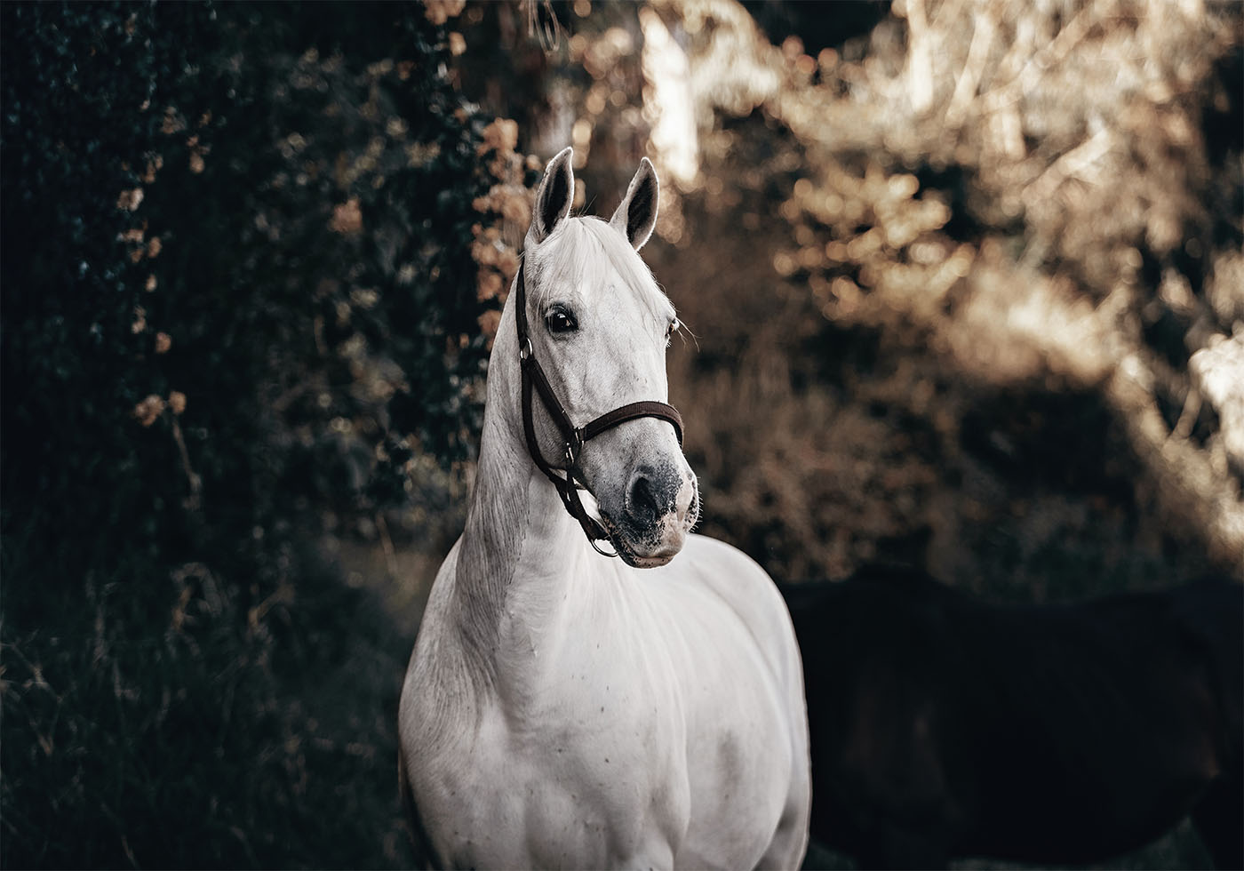 Majestic White Horse Poster