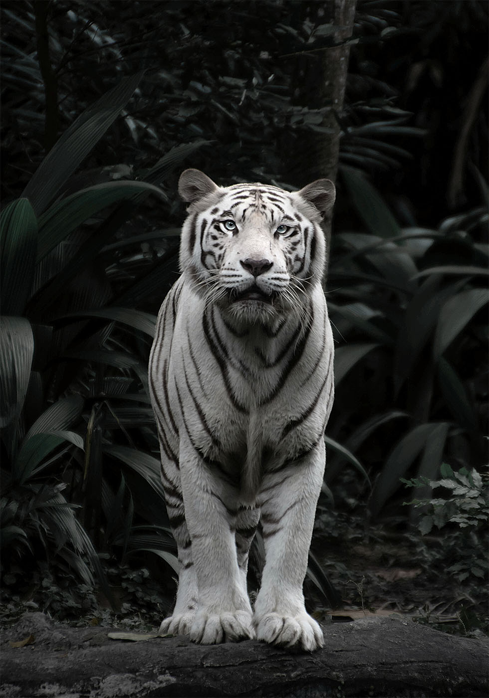 Majestic White Tiger Poster